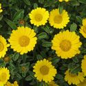 Afbeelding van Asteriscus P12 Gold
